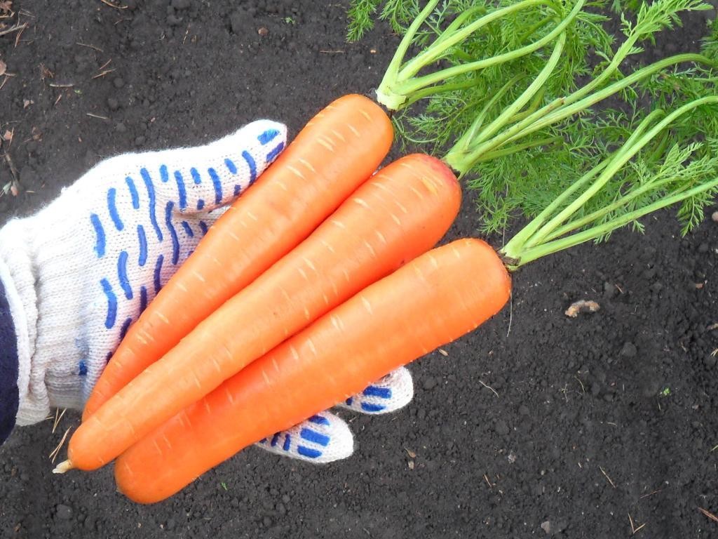Quelles sont les meilleures variétés de carottes en pleine terre