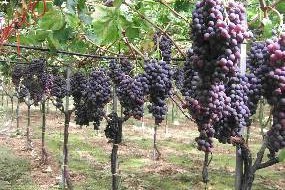 Grappes de raisin dans le jardin