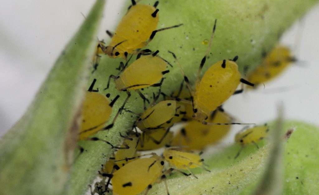 Pelle d'hiver sur une feuille
