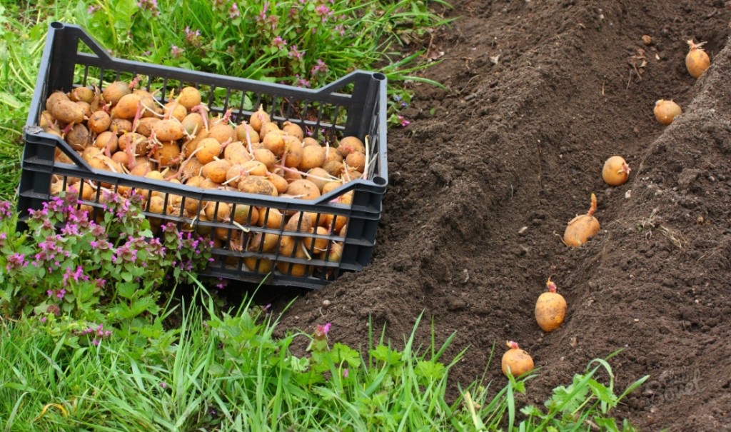 Technologie de plantation de pommes de terre avec un tracteur à conducteur marchant avec une butteuse