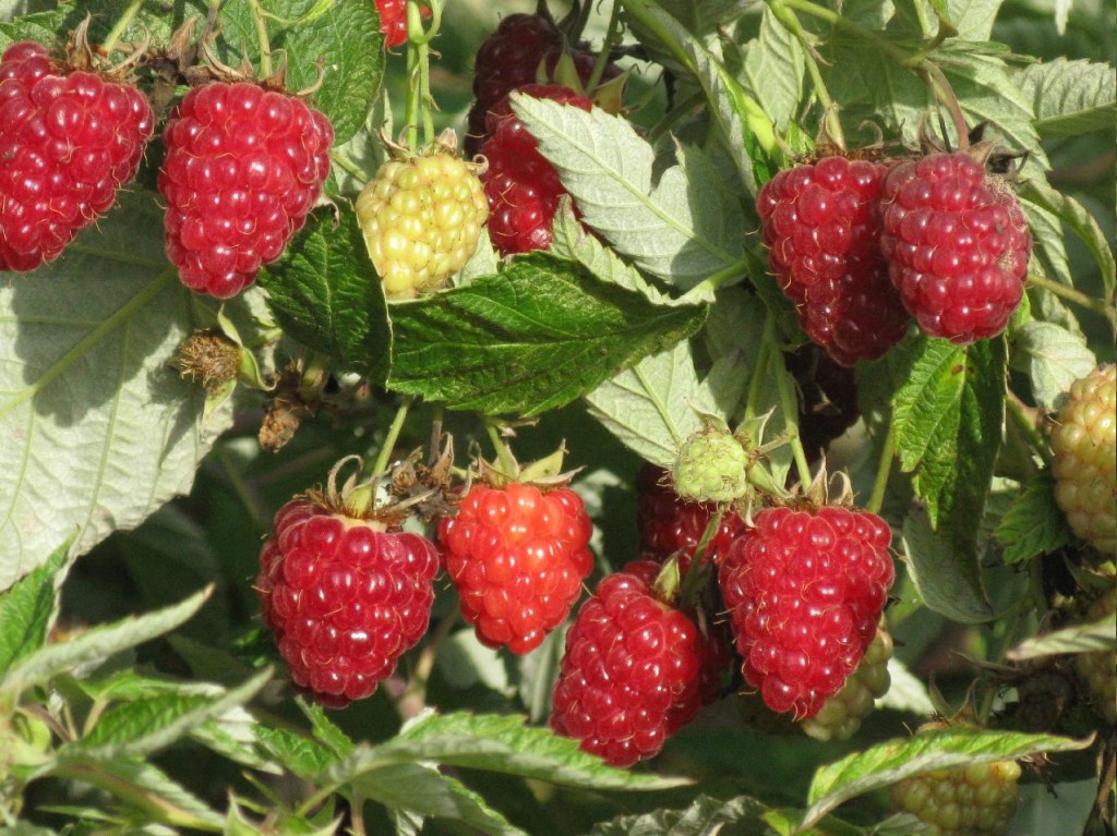 Framboises mûres sur la photo