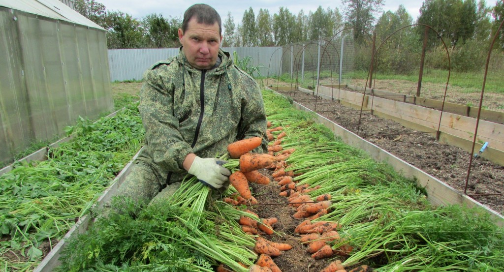 Variétés de carottes adaptées à l'hivernage