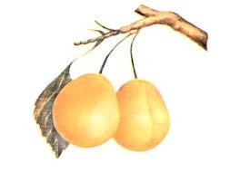 Les fruits de la branche jaune Ochakovskaya pas