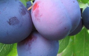 Variété Alyonushka sur une branche