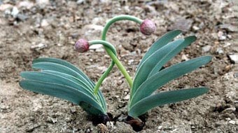 Slime oignon dans l'image