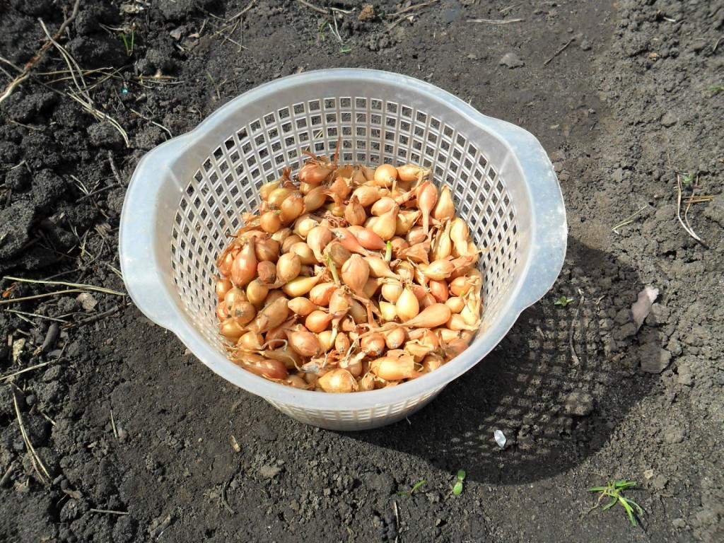 Grosses têtes dans un bol