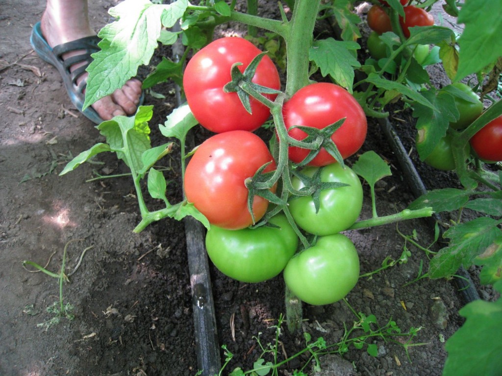 Tomates rouges et vertes