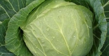 Tête de chou blanc photo