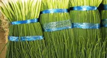 Bouquets d'oignons verts photo