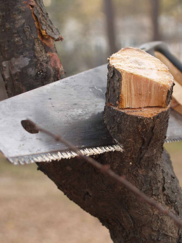 Scie et branches à ressort