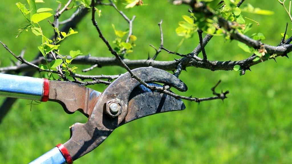 Comment arrêter les branches dans les buissons