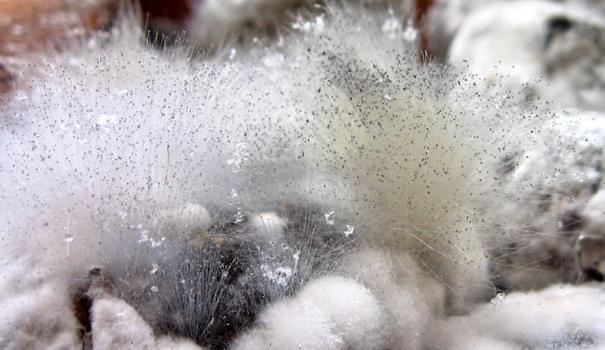 L'apparition de la maladie sur les plantes ornementales