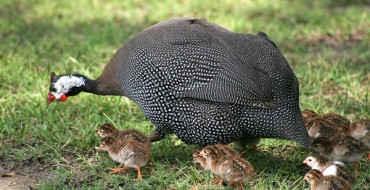 La pintade mange volontiers des doryphores