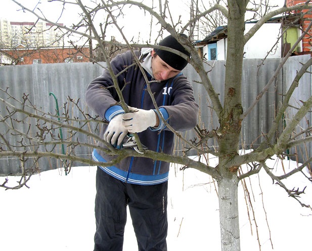 L'homme et le travail sur les branches de culture en hiver