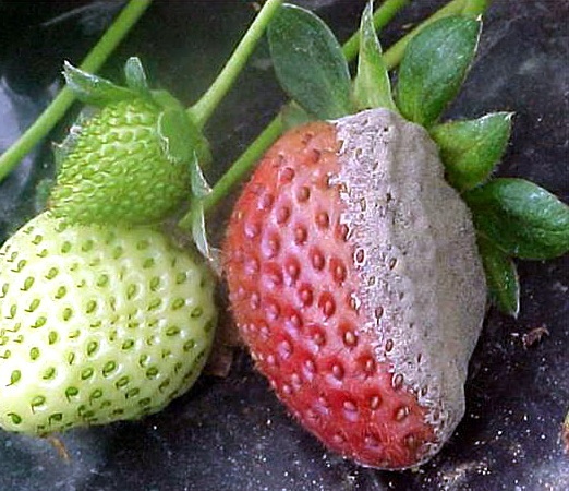 La moitié de la baie est manquante sur la photo