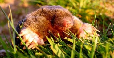 Taupe jette un coup d'œil hors du trou