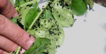 Puce sur feuilles de chou