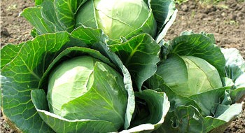 À quoi ressemble une tête de chou en bonne santé