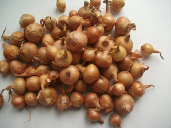 Conséquences d'un mauvais stockage des oignons
