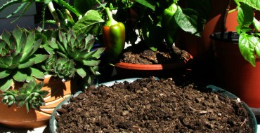 Em compost est la meilleure nutrition des plantes
