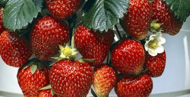 Grosses baies sur la photo