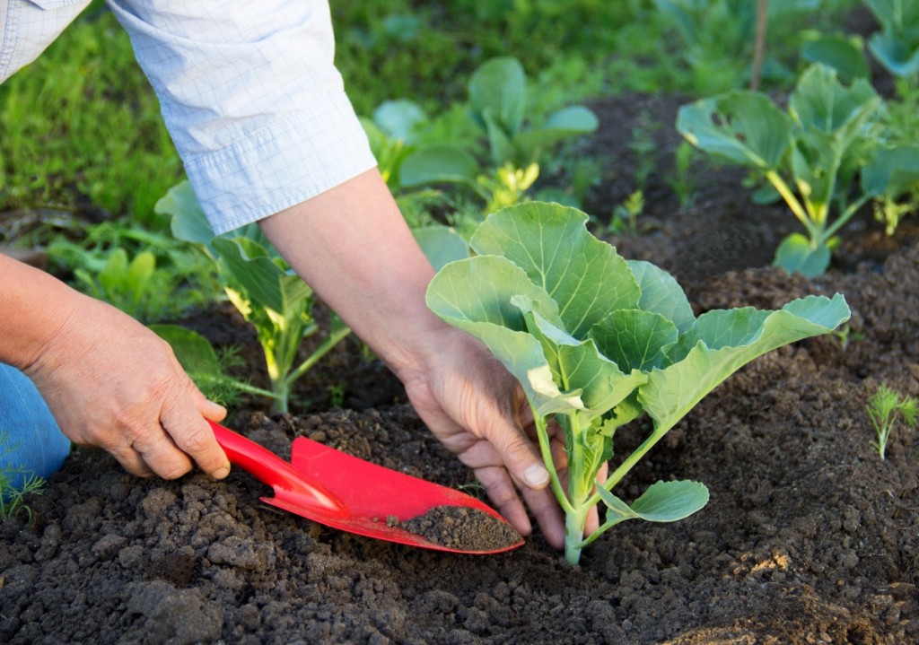 Jardinier au travail dans le sol