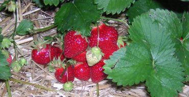 Pourquoi et quand ajouter de la sciure de bois au sol
