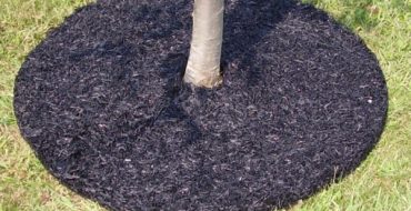 Dois-je utiliser de la sciure de bois sous les arbres