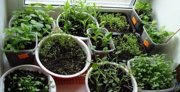 Comment bien planter des plants de basilic