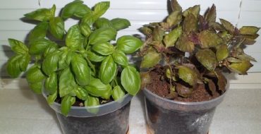 Comment planter des graines de basilic