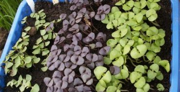 Comment faire pousser du basilic à la maison