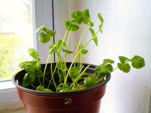 A quoi ressemble une plante en pot ?
