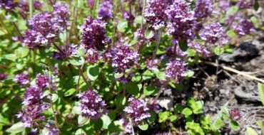 Beaucoup de gens connaissent le thym rampant ou le thym sous le nom d'herbe Theotokos (Bogorodskaya), car c'est avec cette plante parfumée que les icônes ont été décorées le jour de l'Assomption de la très sainte Theotokos. Et son nom latin remonte au mot grec encens, c'est-à-dire encens. Le thym rampant est une plante médicinale utilisée non seulement par la médecine traditionnelle, mais aussi par la médecine traditionnelle. L'arôme épicé, le goût piquant et légèrement piquant, la capacité à induire l'appétit et à aider à digérer les aliments gras expliquent l'utilisation du thym en cuisine. Et les propriétés médicinales expliquent sa culture de plus en plus fréquente dans les chalets d'été. Description du thym rampant Le thym rampant arbustif parfumé est une plante vivace qui rampe le long du sol, formant un tapis fleuri brillant avec une forte odeur qui diffère selon les variétés. De fines tiges sans feuilles de thym se transforment rapidement en bois, elles rampent le long du sol, s'y accrochant avec des racines peu profondes, et d'elles poussent jusqu'à 15 cm de tendres rameaux ronds (ou tétraédriques dans certaines variétés) avec de petites feuilles ovales, de petites fleurs rassemblées dans un inflorescence capitée.Les feuilles vertes ne dépassent pas 1 cm de long, elles sont généralement ovales, non pubescentes, seulement à la base il peut y avoir des cils blancs le long du bord. Les fleurs sont petites, à deux lèvres, la lèvre supérieure est plate et la lèvre inférieure est trilobée. La couleur peut être différente : rose, lilas, bleuâtre, violet, violet. Le thym pousse dans les forêts et les steppes forestières du continent européen, se répand le long des lisières des forêts, le long des rivières, sur les pentes rocheuses, voire sur les rochers, aime les endroits secs et ensoleillés. Le thym rampant, en croissance, recouvre densément le sol. Pendant la floraison, ces fourrés se détachent magnifiquement parmi les pierres ou toute autre végétation. Il existe de nombreux types et variétés de cette plante, ils diffèrent par la couleur des fleurs et l'odeur. L'odeur est souvent décrite comme le kérosène et le citron avec différentes variations et nuances. Le thym fleurit presque tout l'été, mûrit en août. Chaque fleur donnera 4 noix légèrement oblongues, presque rondes d'un diamètre de 0,5 mm. Les abeilles l'aiment beaucoup, à partir du pollen qui leur est utile, elles créent un miel guérisseur. La beauté du thym en fleurs, la forme originale de la plante envahie par la végétation attirent les paysagistes. Il est souvent cultivé pour décorer les jardins, les parcs, les cours et doit être planté lors de l'organisation d'un parterre de fleurs méditerranéen ou de toboggans alpins. Le thym rampant est utilisé par la médecine traditionnelle pour traiter le rhume, la bronchite, la pneumonie, l'asthme. Il est recommandé de l'utiliser pour les maladies de l'estomac, les spasmes et les ballonnements des intestins, pour les névralgies avec douleurs thoraciques, anémie, goitre, rhumatismes. Le thé avec elle apaise les nerfs et évite l'insomnie. Tout cela est dû aux substances bénéfiques que contient l'herbe. Et il contient des tanins, des flavonoïdes, des acides, de l'amertume et une huile essentielle véritablement cicatrisante, qui contient les hydrocarbures cymène, terpènes, thymol, carvacrol. Cette composition explique l'effet désinfectant, antibactérien, anti-inflammatoire. L'expectorant bien connu Pertussin contient de l'extrait de thym. Les feuilles fraîches et séchées sont souvent utilisées en cuisine, en particulier lors de la cuisson des viandes et des légumineuses. Ils sont souvent utilisés dans la conservation domestique, dans les cornichons et les marinades comme conservateur, et pas seulement comme assaisonnement parfumé. Culture Beaucoup de gens veulent avoir une plante aussi merveilleuse dans leur chalet d'été, c'est pourquoi la culture du thym devient très populaire. Il pousse bien sur des sols sablonneux légers, il est donc préférable de mélanger un sol lourd avec du sable et du compost (ou de la tourbe) avant de semer. L'endroit doit être ensoleillé, sans eau stagnante et sans courants d'air. Conscients du caractère décoratif du thym en fleurs, beaucoup le plantent sur des parterres de fleurs ou en font une bordure. Si la maison a des herbes séchées de la pharmacie, il est logique de les parcourir, de trouver les fleurs les plus fanées, d'en secouer les graines. Ou vous pouvez simplement acheter des graines. Les frais sont ceux qui germent le plus. Ils sont si petits que lorsqu'ils sont cultivés à partir de graines, il est logique de les mélanger avec du sable de rivière sec avant de semer pour une répartition uniforme. Le semis peut se faire au printemps, lorsque la température de l'air atteint + 20 degrés ou avant l'hiver. Vous pouvez semer les graines en août pour qu'elles aient le temps de germer avant l'automne, puis bien les couvrir pour l'hiver. Ils n'ont pas besoin d'être enterrés dans le sol, vous pouvez simplement les semer en rangées sur sol humide en laissant 15 cm entre eux, sans même les recouvrir par le haut. Après 10 - 18 jours, les semis apparaissent, ils doivent être éclaircis en laissant 5 cm entre les plantes.La première année, seules des brindilles vertes et tendres apparaîtront, la seconde, des fleurs apparaîtront, mais la masse verte n'a pas encore poussé pour qu'il puisse être récolté. Si vous appuyez sur les pousses végétatives au sol, saupoudrez la branche elle-même, cela accélérera la croissance du buisson, de nouvelles racines et de nouvelles branches se formeront. La culture du thym, c'est-à-dire son entretien, implique un désherbage minutieux, un arrosage rare et un ameublissement de la terre.Lorsque les plantes poussent, leur couronne se fermera au-dessus du sol et il n'y aura pas de place pour les mauvaises herbes, et par conséquent, il n'y aura pas besoin de désherber. Après 5 ans, les plantes commenceront à vieillir, des taches chauves apparaîtront dans le tapis solide. Cet endroit peut simplement être recouvert d'une petite quantité de terre fraîche et de jeunes pousses peuvent y être envoyées. Pour l'hiver, les plantes doivent être bien recouvertes de feuillage ou de branches d'épinette. Bien qu'ils vivent à l'état sauvage, en hiver, surtout si la neige souffle ou après un dégel, ils gèlent souvent. Pour éviter que cela ne se produise, les plantes jeunes ou adultes doivent être couvertes avant le début du gel. Si le buisson a perdu beaucoup de feuilles, les brindilles nues doivent être saupoudrées de terre - elles formeront de nouvelles racines, donneront de jeunes pousses. Reproduction Faire pousser du thym à partir de graines est un chemin sûr mais long. Si vous trouvez une plante adulte dans la nature ou achetez dans une pépinière, vous pouvez l'apporter sur le site, la planter dans un endroit permanent, puis creuser dans des pousses individuelles pour que de nouvelles racines se forment, ce qui signifie de nouvelles pousses. Vous pouvez diviser le buisson - une seule petite partie, composée d'une paire de pousses et d'une racine, suffit à installer le thym rampant dans votre maison de campagne. La culture est possible grâce aux semis. Pour ce faire, il suffit de semer les graines dans des pots ou des caisses avec de la terre humide, recouvrir le semis de verre. Après l'émergence des pousses, elles sont aspergées d'eau, conservées sur la fenêtre. Lorsque 2 vraies feuilles apparaissent, les plantes sont repiquées dans des godets séparés. En avril - mai, lorsque la température de l'air et du sol le permet, les semis sont plantés dans un endroit permanent. Récolte Dès le début de la floraison, les matières premières sont récoltées. Les brindilles en fleurs sont soigneusement coupées - vous ne pouvez pas les déchirer, car les racines dans le sol sablonneux ne sont pas très profondes et tiennent bien, si vous tirez, vous pouvez retirer toute la plante. Si cela se produit, vous devez remettre la plante au sol dès que possible, saupoudrer la tige à plusieurs endroits avec de la terre et de l'eau. Plus d'un tiers des branches ne peuvent pas être coupés d'un buisson, la perte d'une plus grande quantité peut l'affaiblir et ralentir la croissance. Les branches coupées sont séchées en étalant en une fine couche dans un endroit ombragé. Dans le même temps, la température ne doit pas dépasser + 35 degrés. Habituellement, seules les feuilles et les fleurs sont utilisées à des fins médicinales - les brindilles séchées sont ensuite battues. La cuisson utilise des feuilles, des fleurs, des brindilles et écrase la matière sèche pour former des assaisonnements complexes. L'herbe sèche est stockée dans des bocaux en verre, bien fermés avec des couvercles, elle conserve ses propriétés pendant 2 ans.