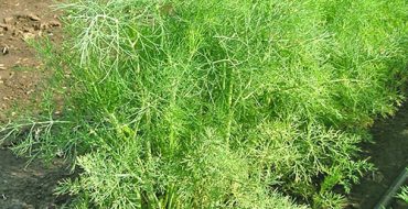 Comment semer l'aneth à l'extérieur