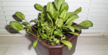 Comment faire pousser des épinards dodma