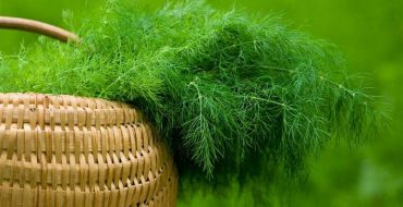 Comment planter l'aneth correctement et dans quel délai