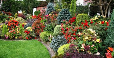 Quels arbustes vivaces planter au jardin