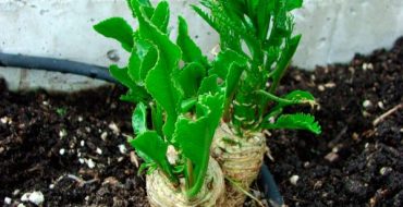 comment planter du raifort dans le jardin et comment en prendre soin