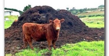 Comment utiliser la molène comme engrais du sol