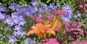 Quelles vivaces existent qui fleurissent tout l'été