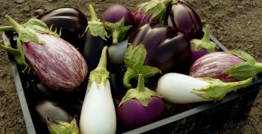 Récolte d'aubergines dans un panier