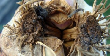 La défaite d'un bulbe d'ail avec un nématode