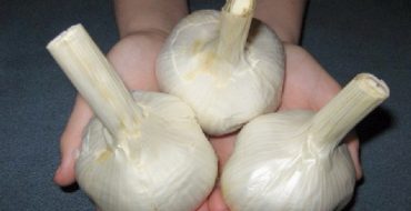 Têtes géantes d'ail Rocambol