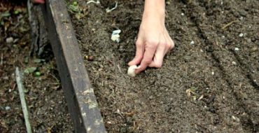 Planter de l'ail d'hiver dans le jardin à l'automne