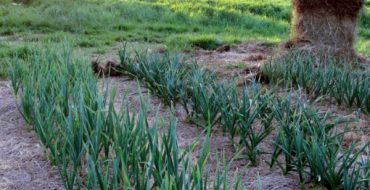 Les lits d'ail sont situés au point de collecte des graminées fourragères