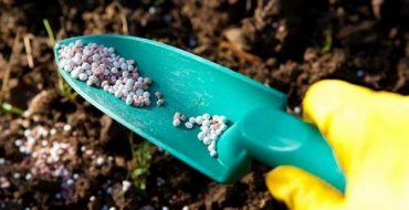 Engrais pour nourrir les aubergines