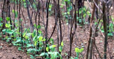 Faire pousser des pois sur des accessoires