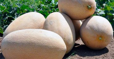 melons ouzbeks