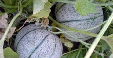Culture de la variété Cantalupa dans le pays