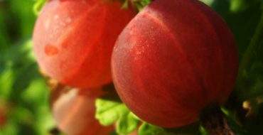 Gros plan de l'homme en pain d'épice de baies de groseille à maquereau